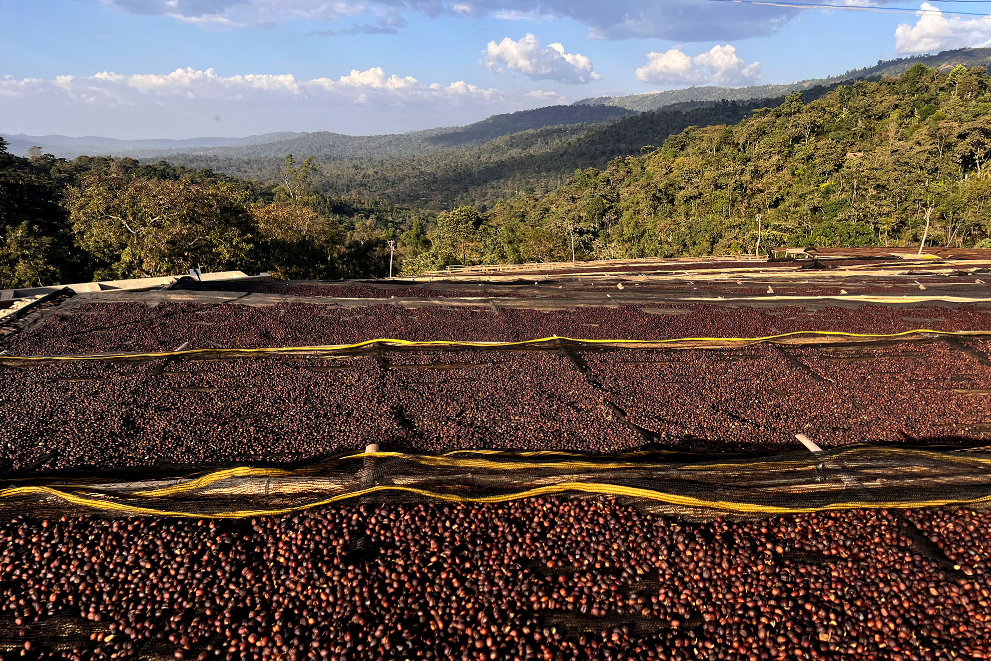 Ethiopian Stanford Alumni Craft Coffee